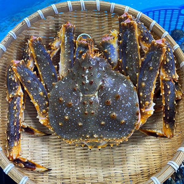 Cua hoàng đế xanh