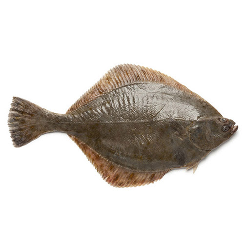 Cá bơn Hàn Quốc