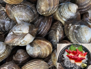 Sò đỏ Hokkigai