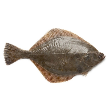 Cá bơn Hàn Quốc