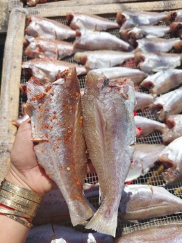 Cá đù một nắng nguyên con